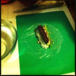 Ingredients in the rice paper rolls