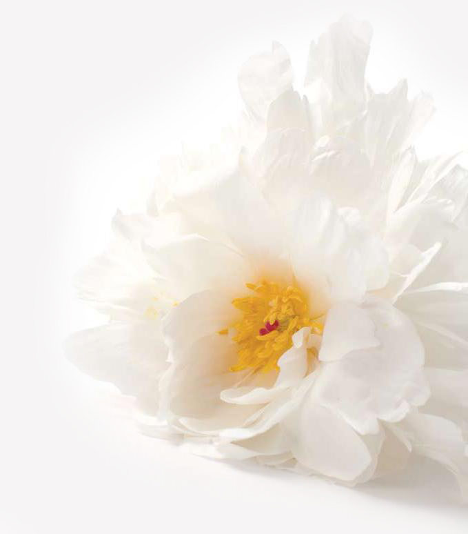 whitepeony