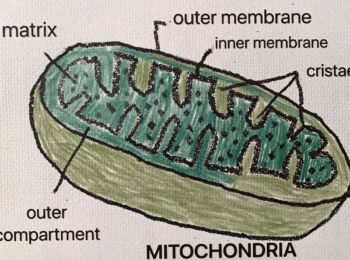 Mitochondria and Fertility: Egg Quality, Endometriosis, Menopause and Healthy Ageing